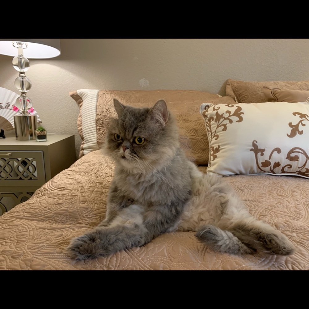 Meet your Posher, Carmen